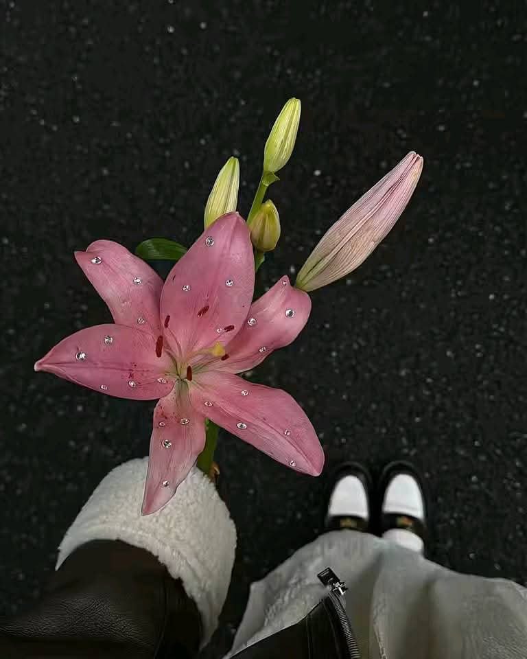 صورة الملف الشخصي لـ Butterfly