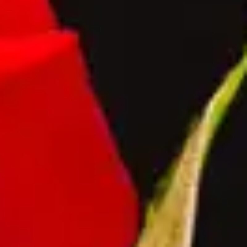 صورة الملف الشخصي لـ صباح الورد